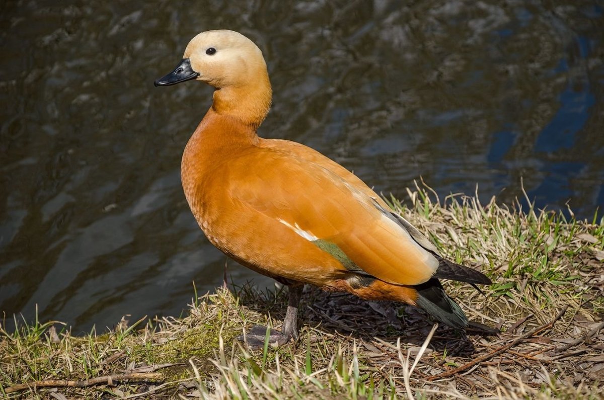 Дикие утки Огарь