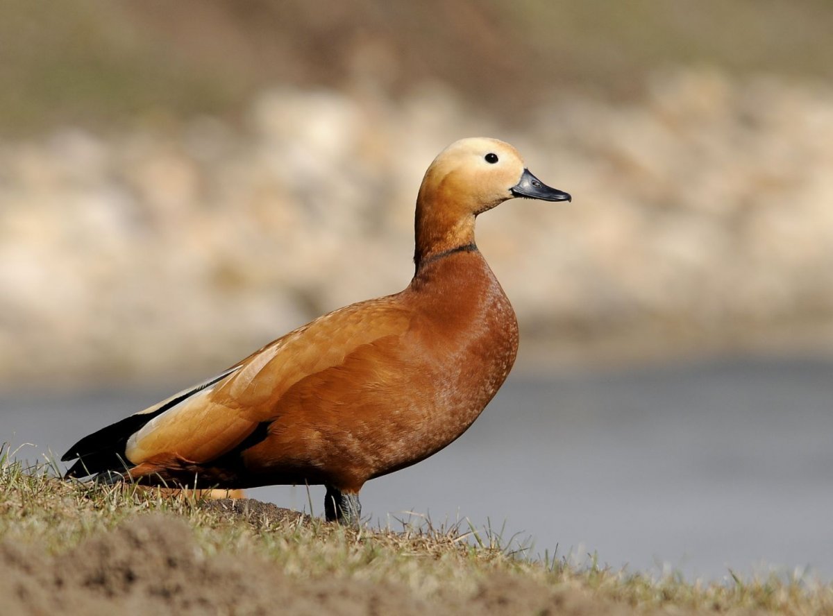 Турпан Огарь