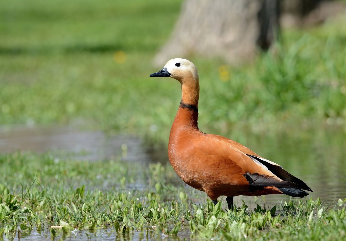 Утка Огарь самец и самка