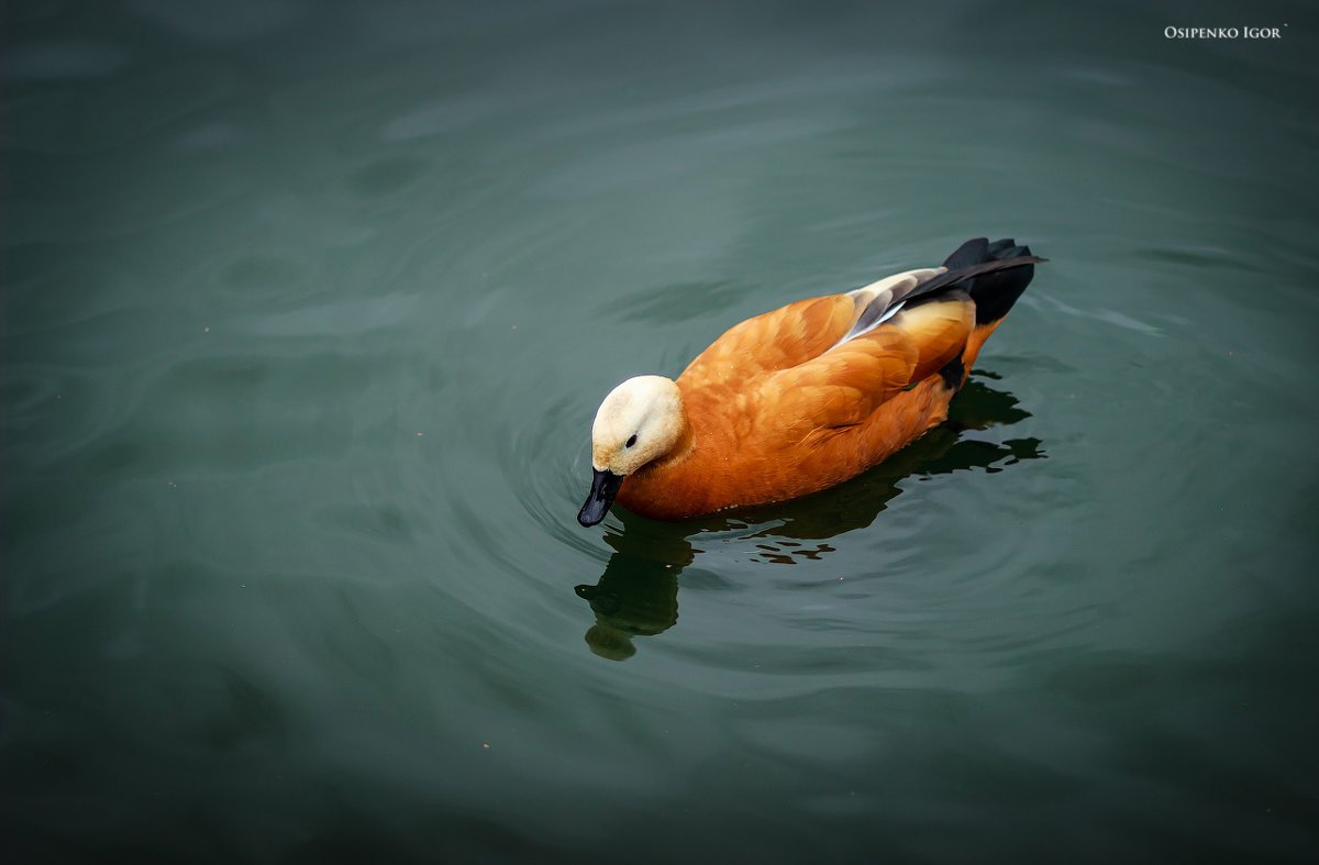 Диана Огарь