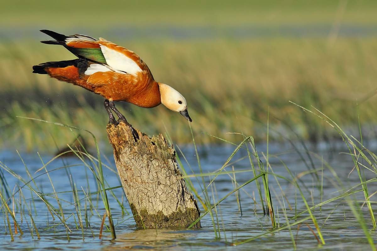 Огарь селезень