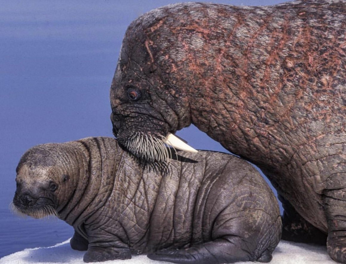 Морж карандашом