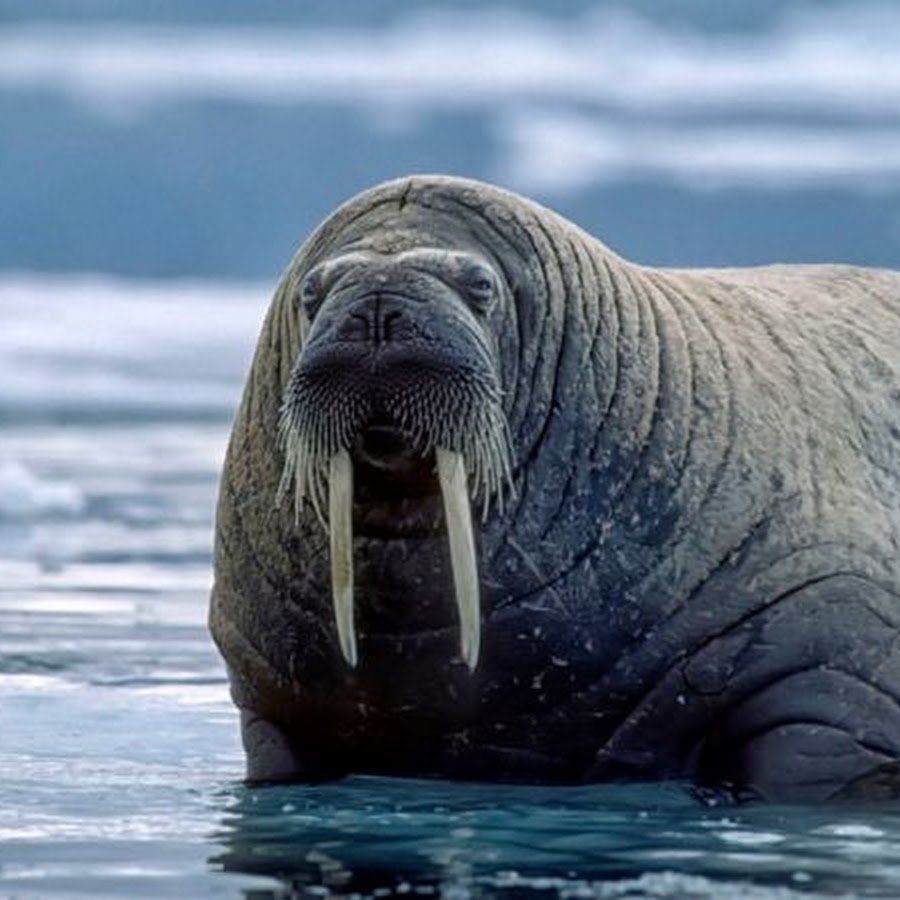 Северный полюс моржи