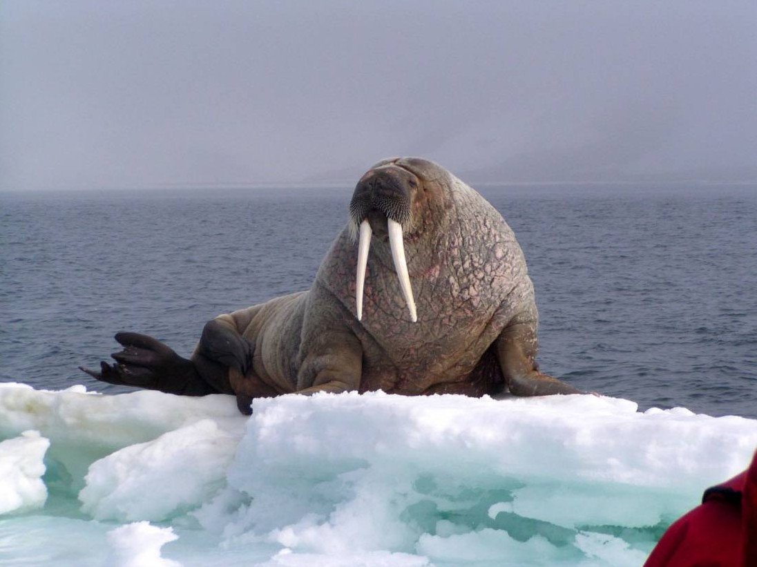 Дальневосточный морж