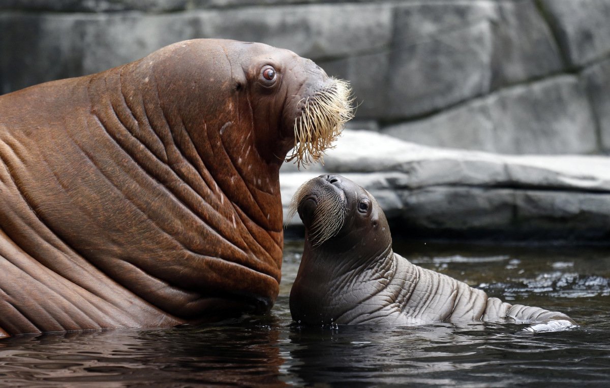 Морж самец и самка