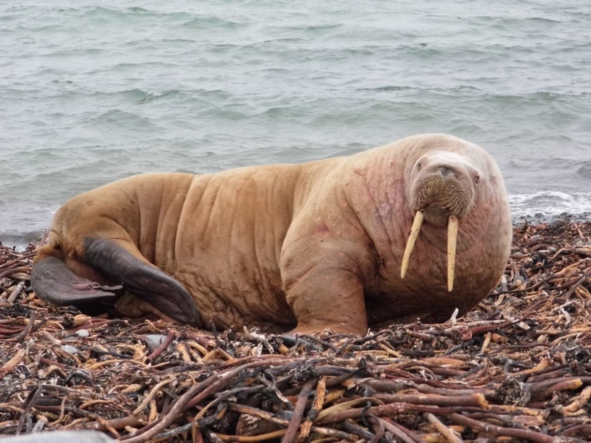 Атлантический морж