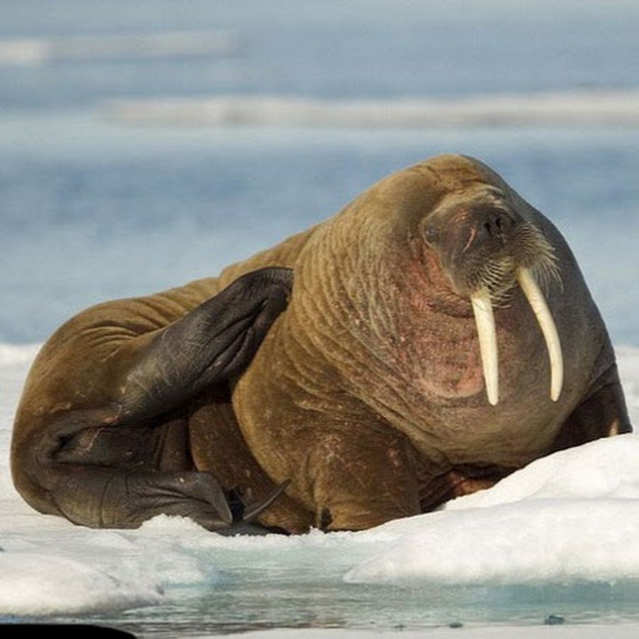 Еда моржей фото