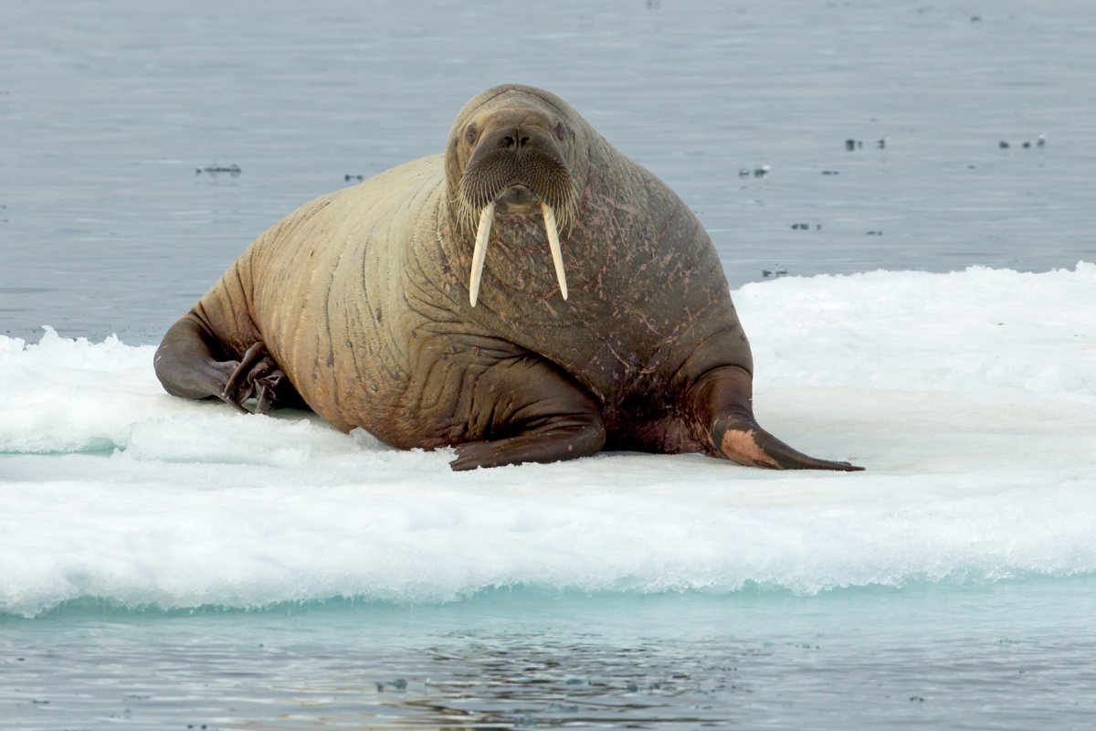 Морж в тундре