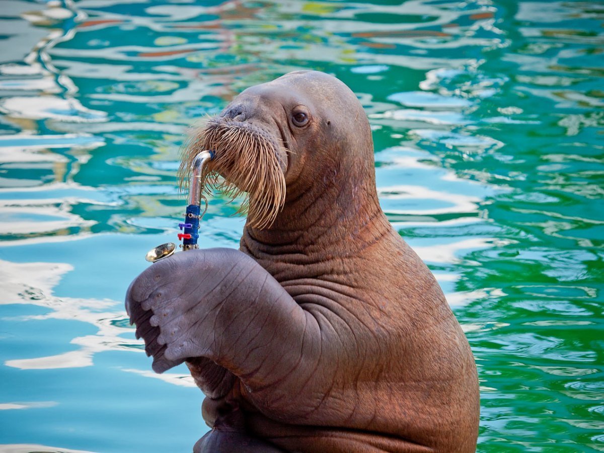 Лаптевский морж