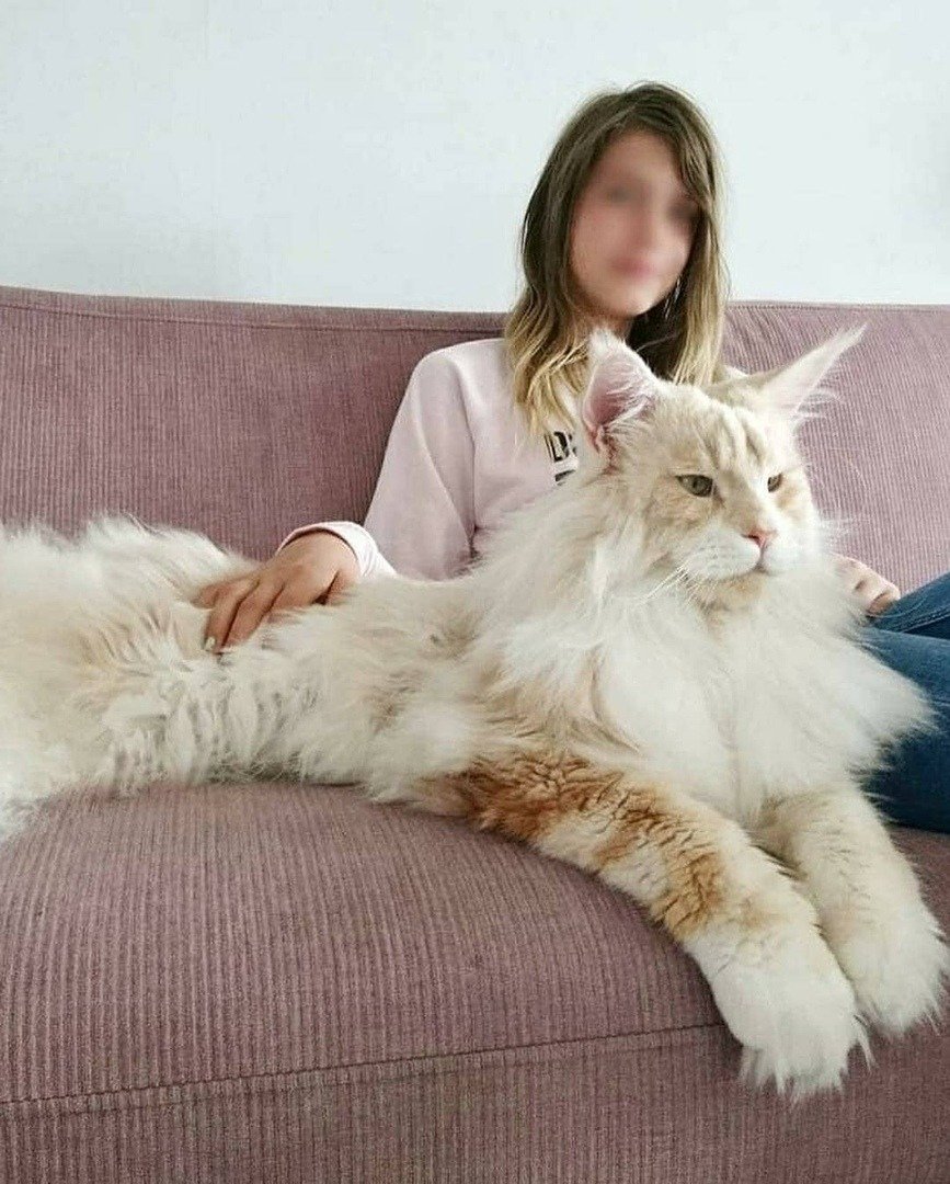 Самый большой кот в мире порода