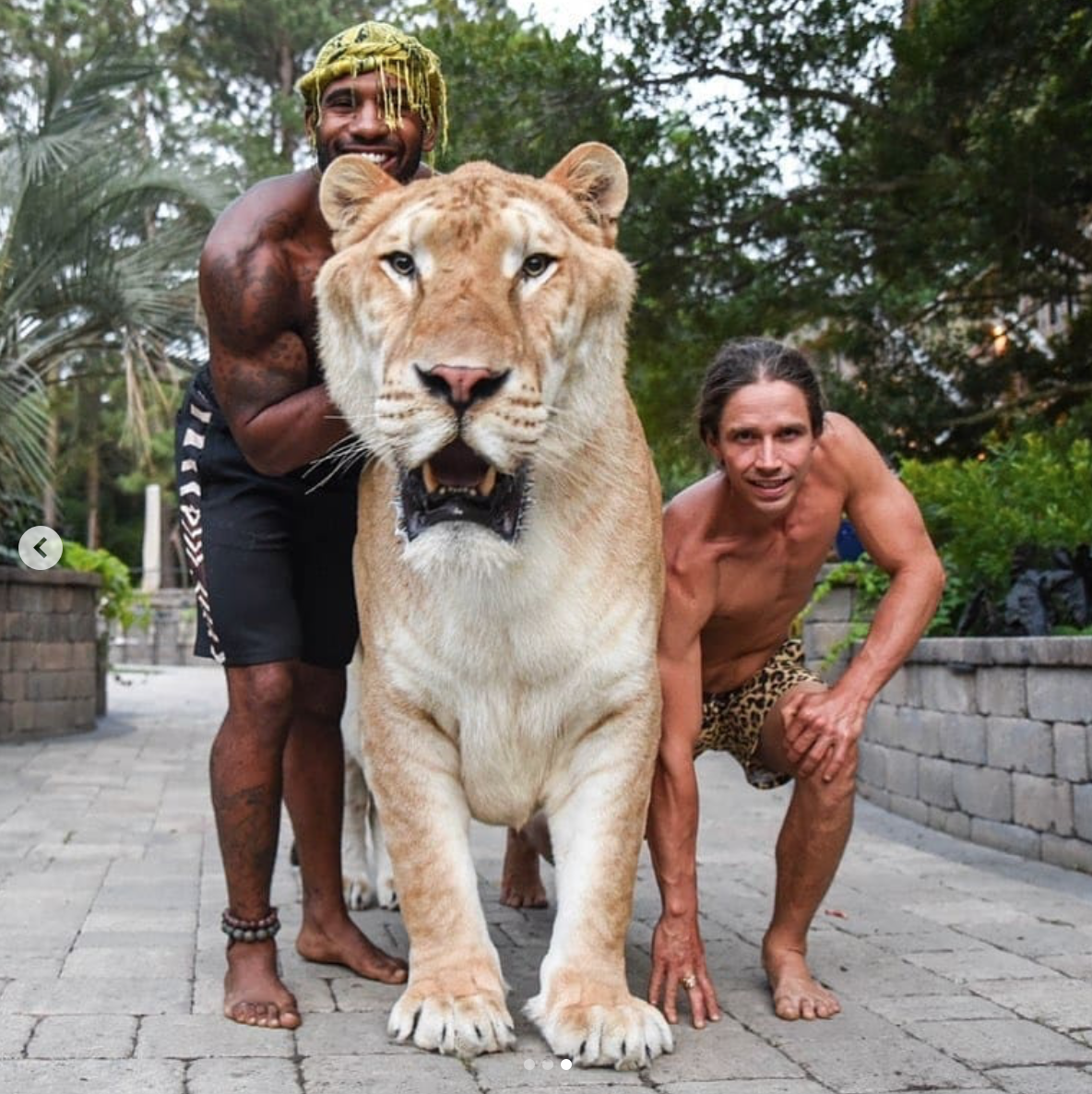 Огромный гигантский кот