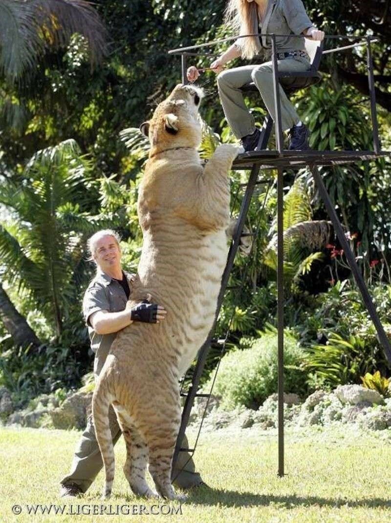 Кот Мейн кун белый большой