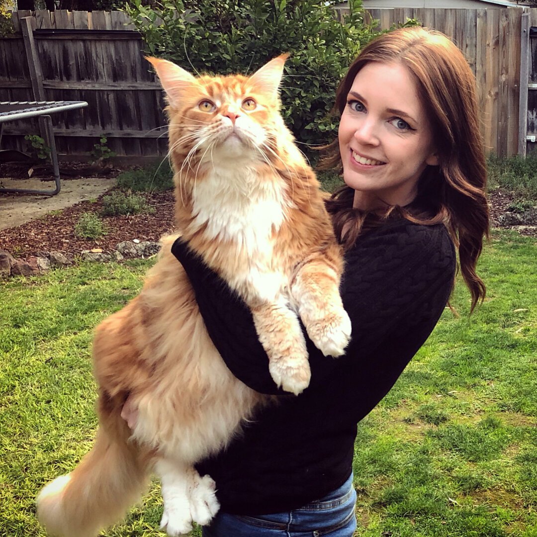 Кот и кошка Мейн кун