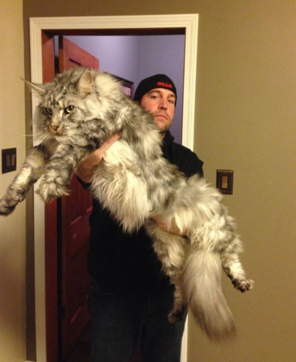 Кот Мейн кун с человеком