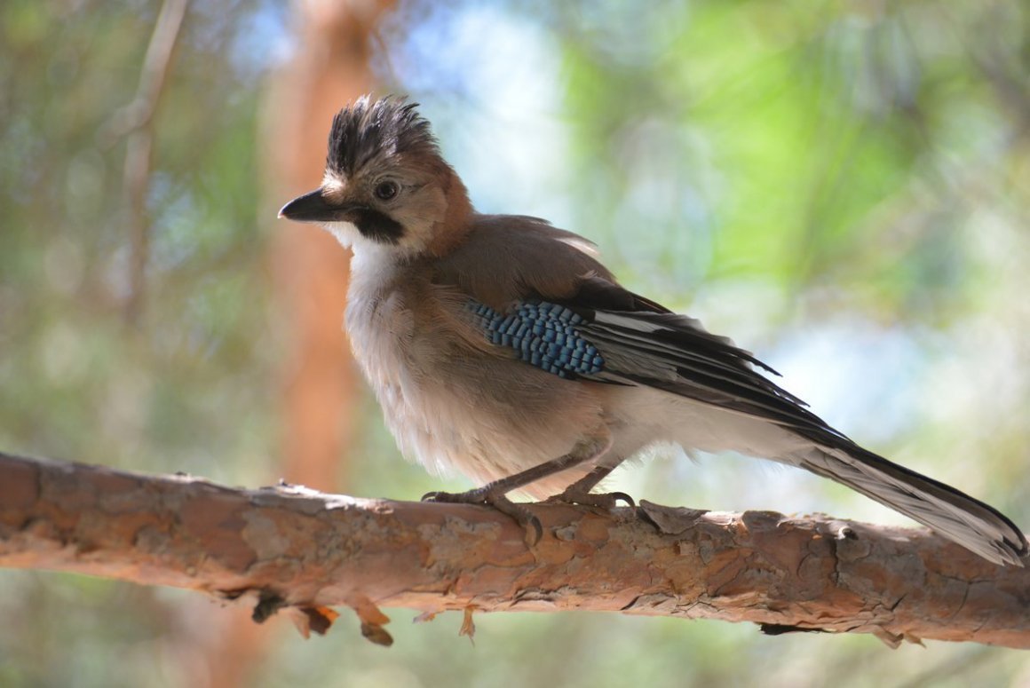 Сойка птица Ленинградская область
