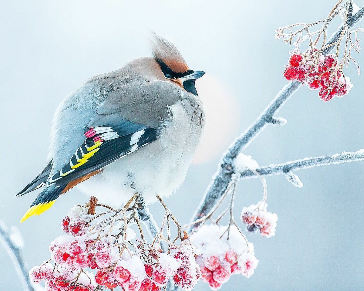 Североамериканская голубая Сойка