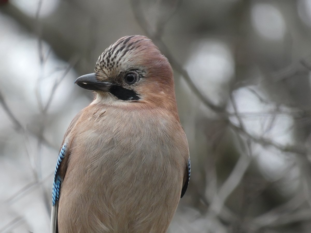 Птичка Сойка голубая