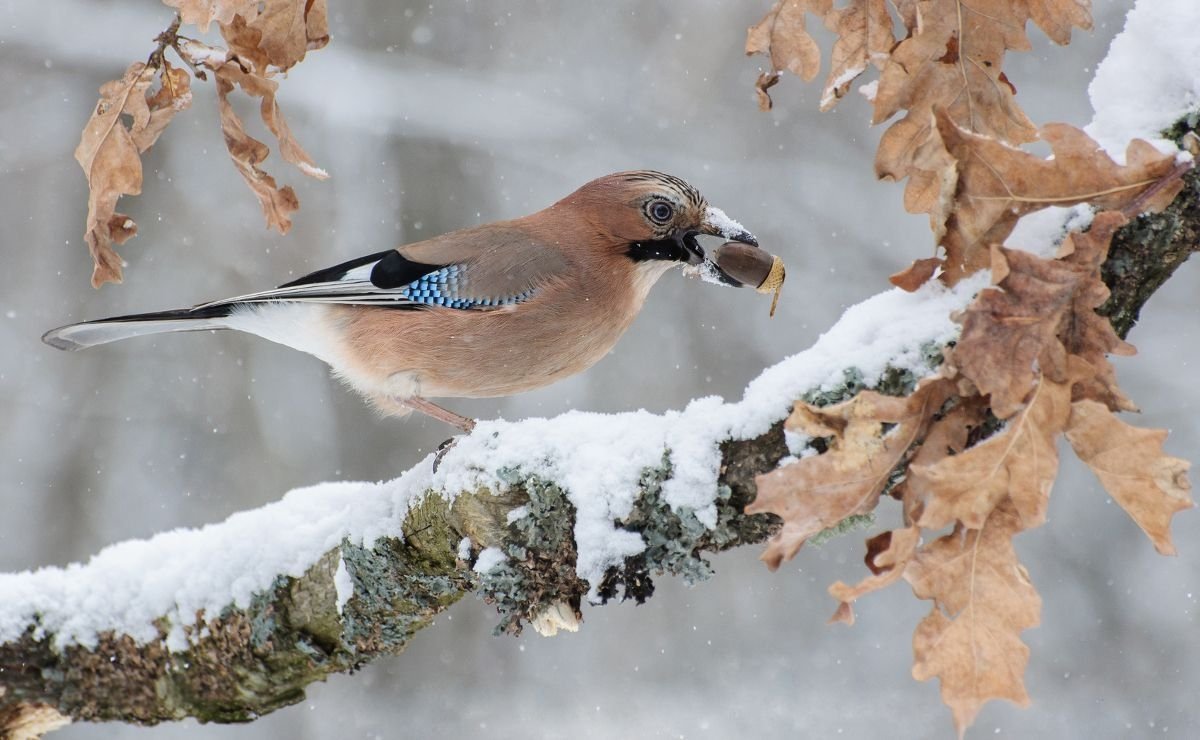 Голубая Сойка Сакура