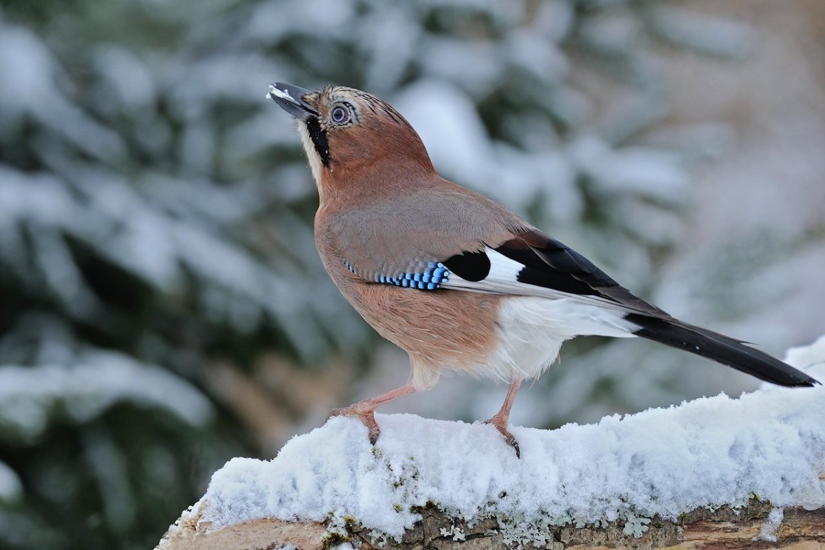 Сойка –garrulus glandarius l.