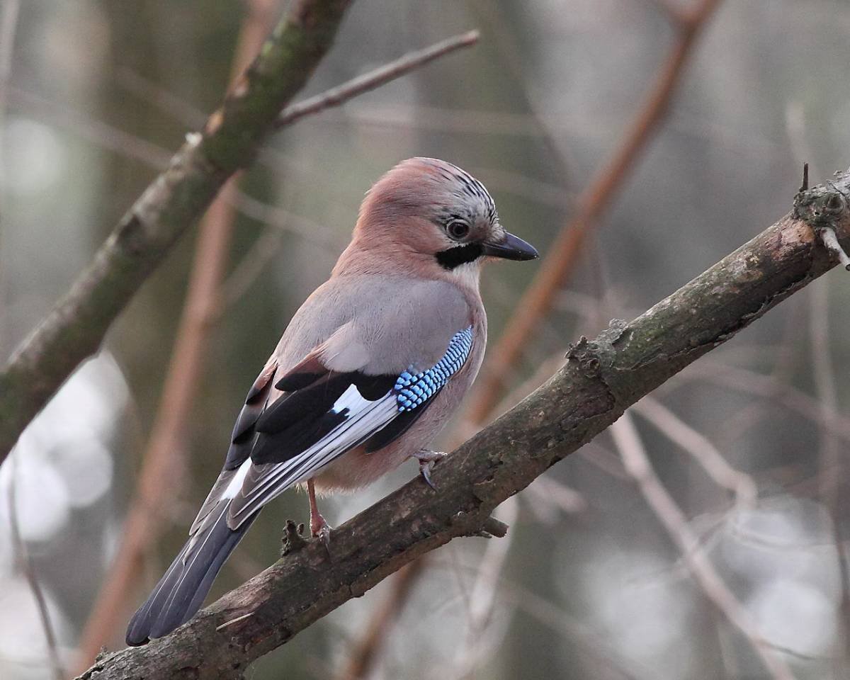 Кареза птица