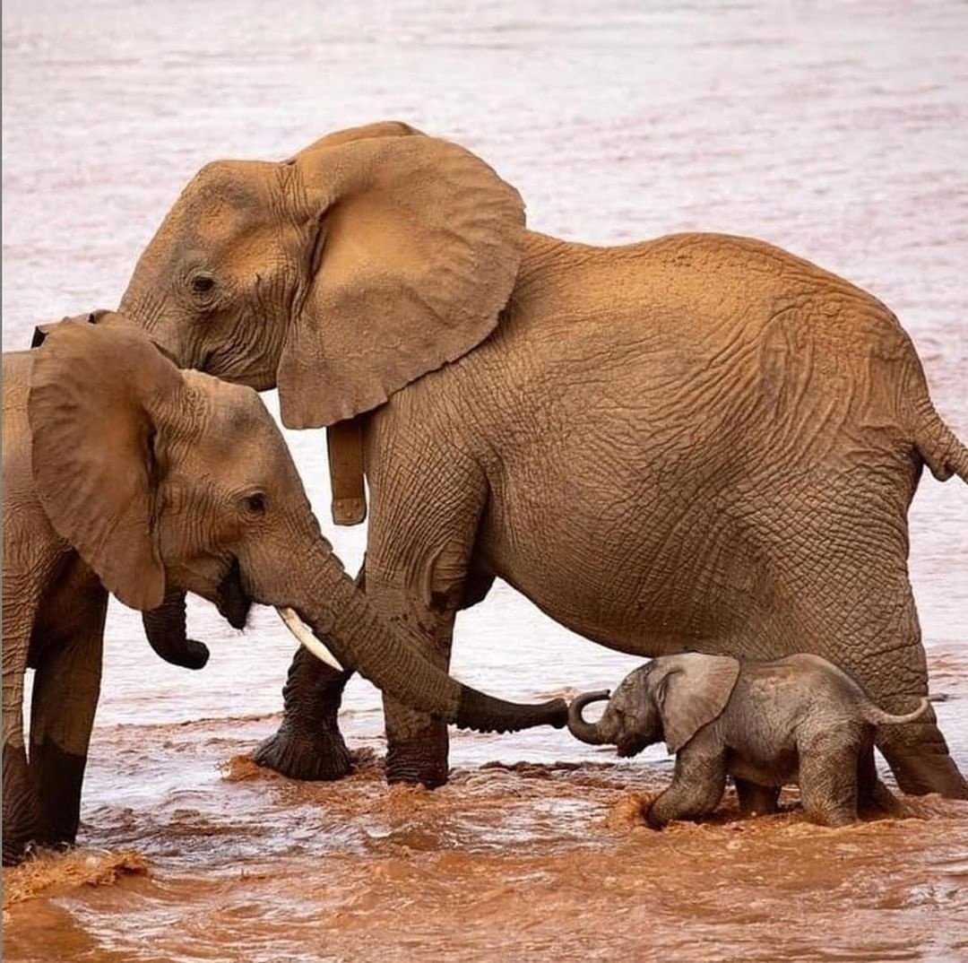 Семья слонов