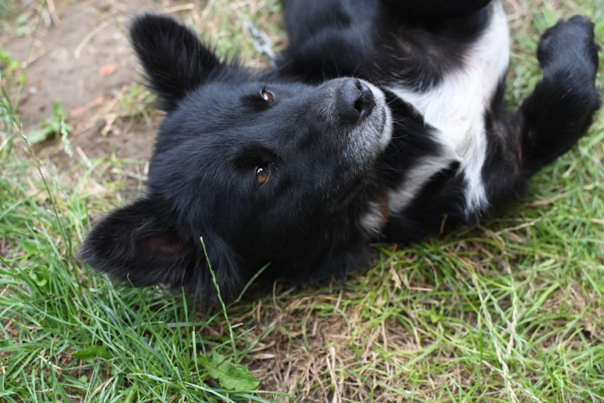 Черная и белая овчарка