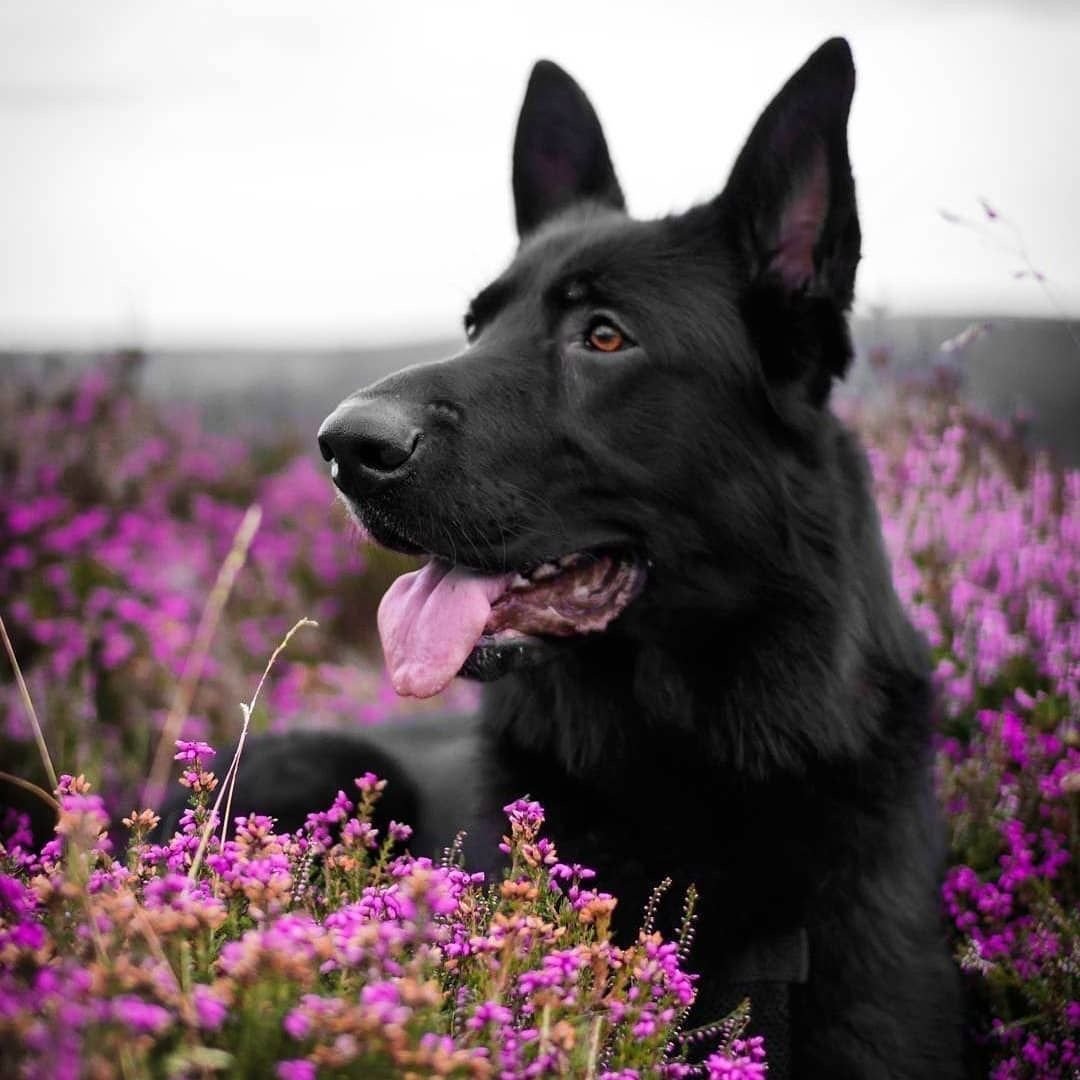 Черная немецкая овчарка оскал