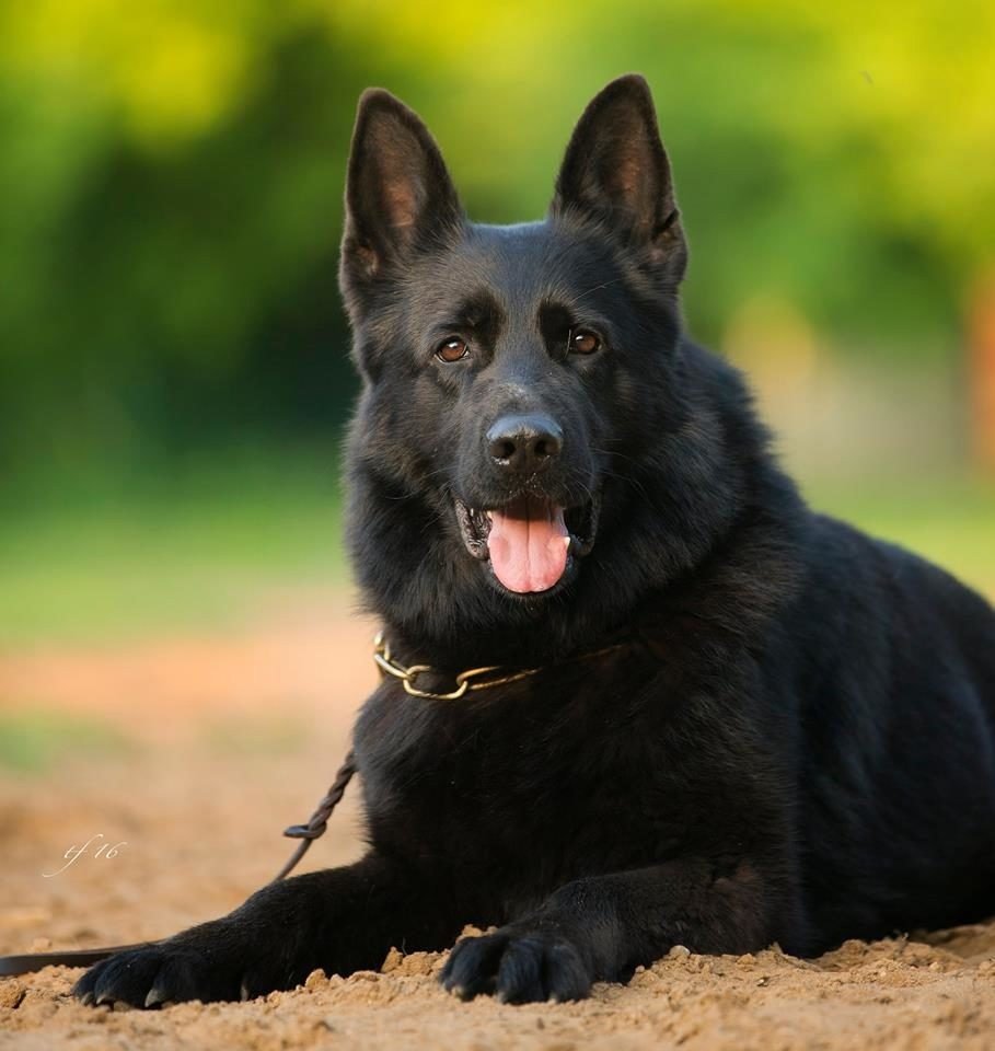 Немецкая овчарка черная