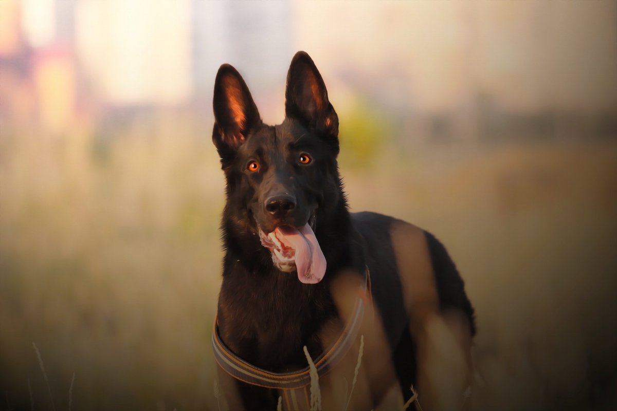 Чепрачная немецкая овчарка осень