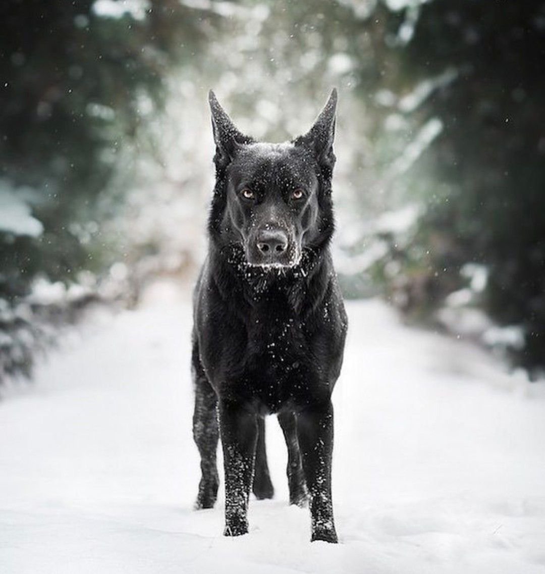 Немецкая овчарка черная