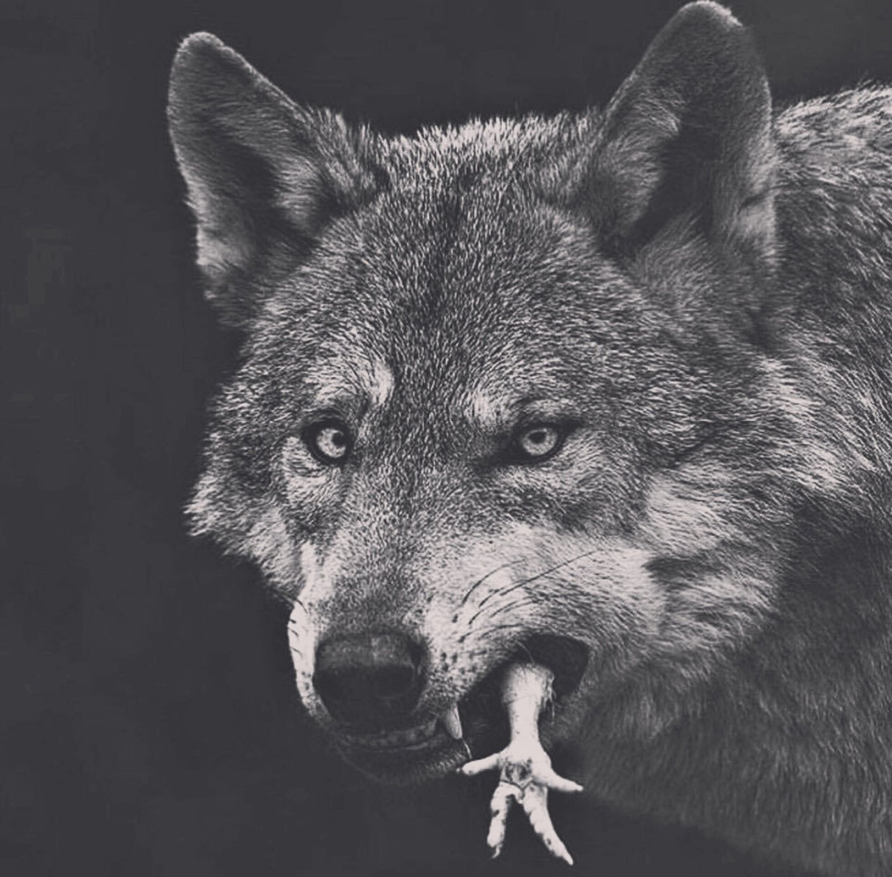 Волк поговори. Волк. Волк серый. Толстый волк. Волчок волк.