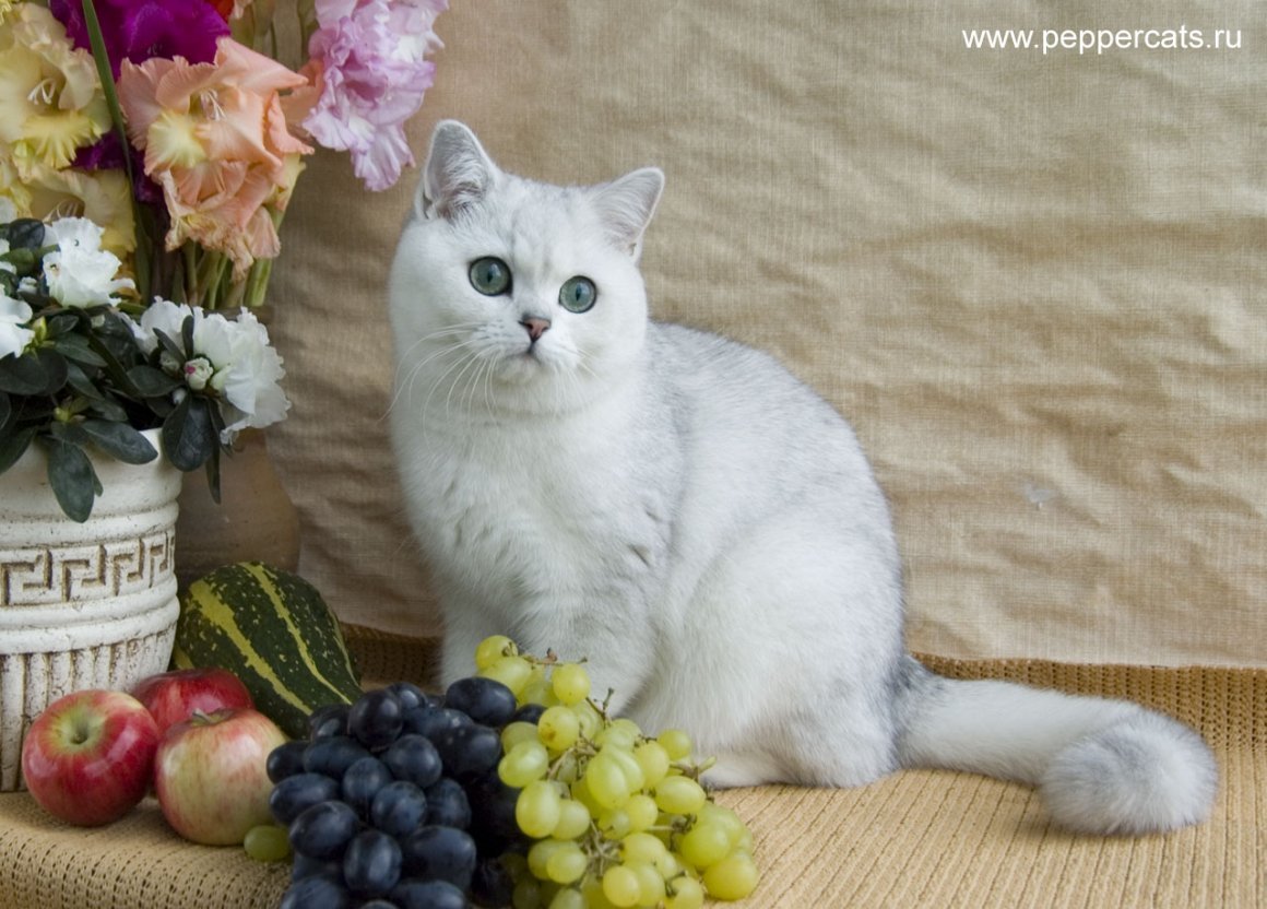 Серебристая шиншилла кошка