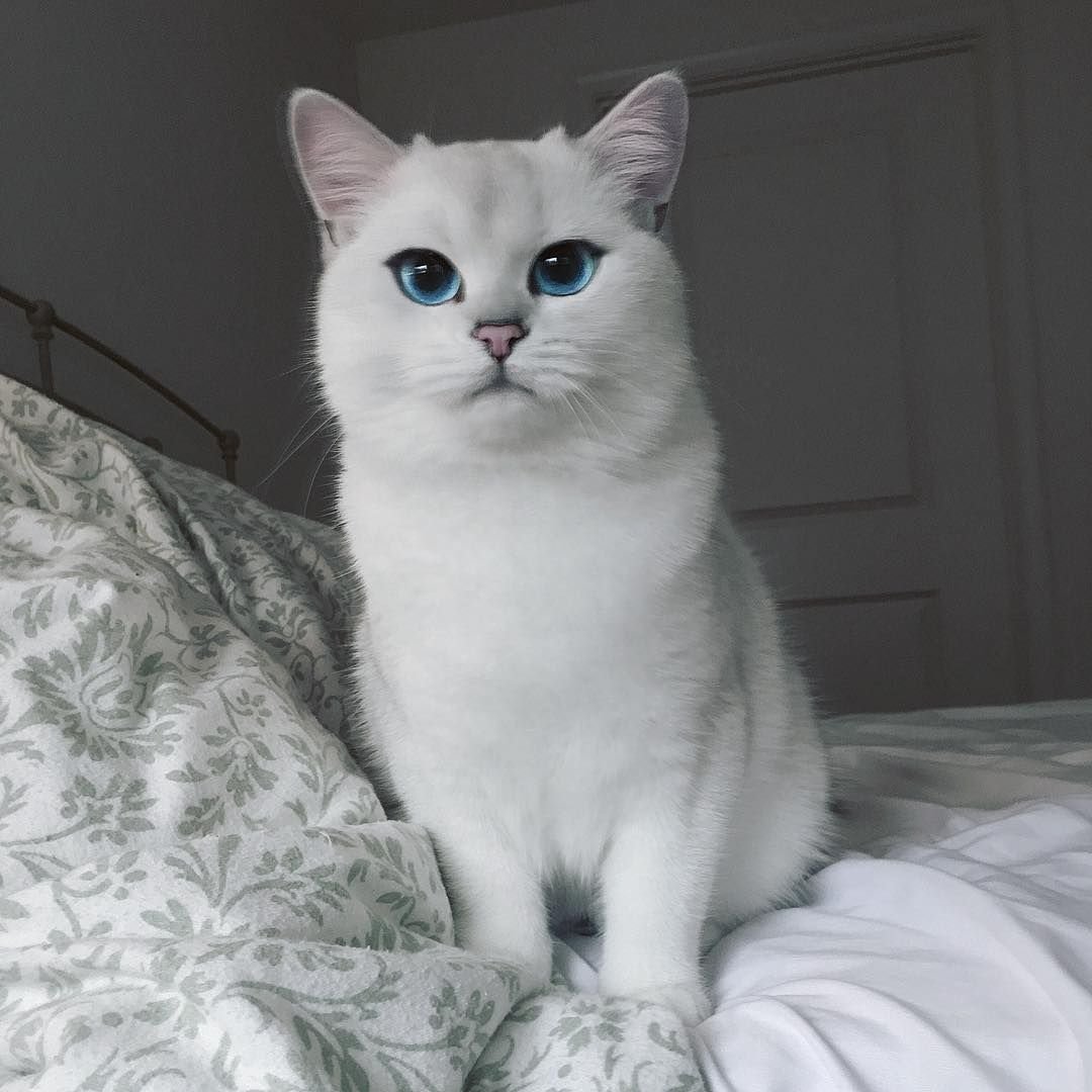 Скоттиш-фолд Шотландская прямоухая