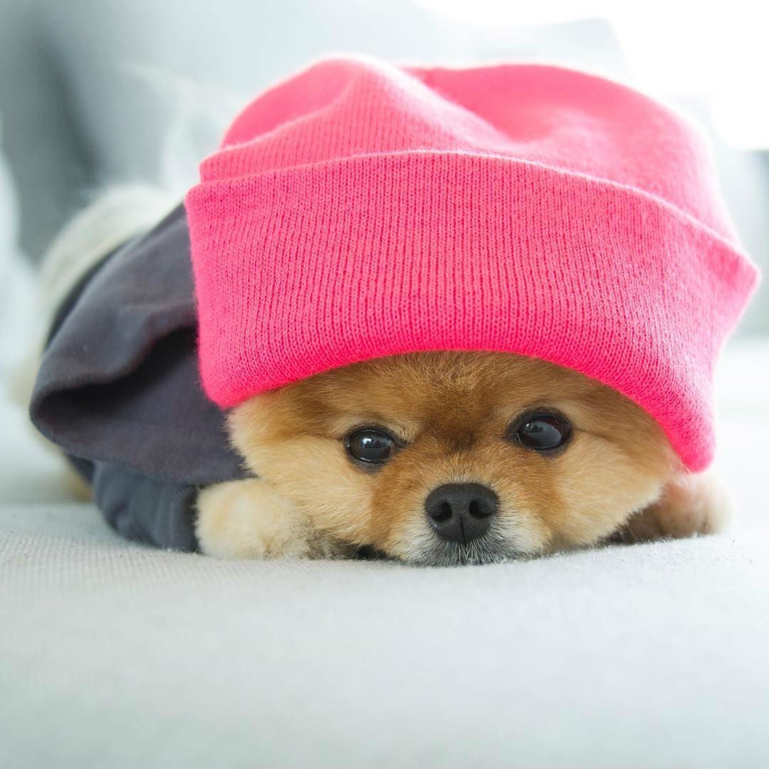 Померанский шпиц jiffpom белый