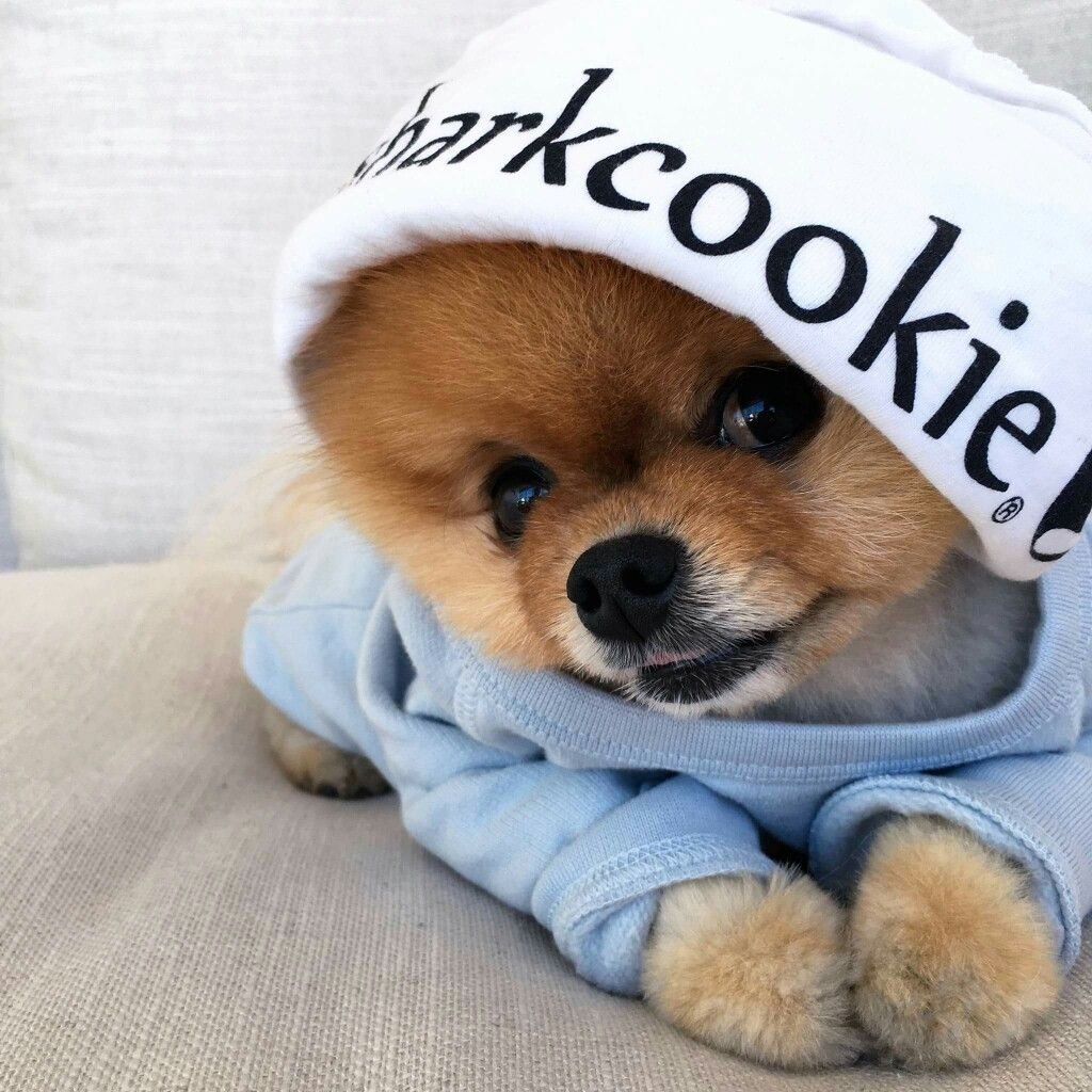 Супер милые щенки