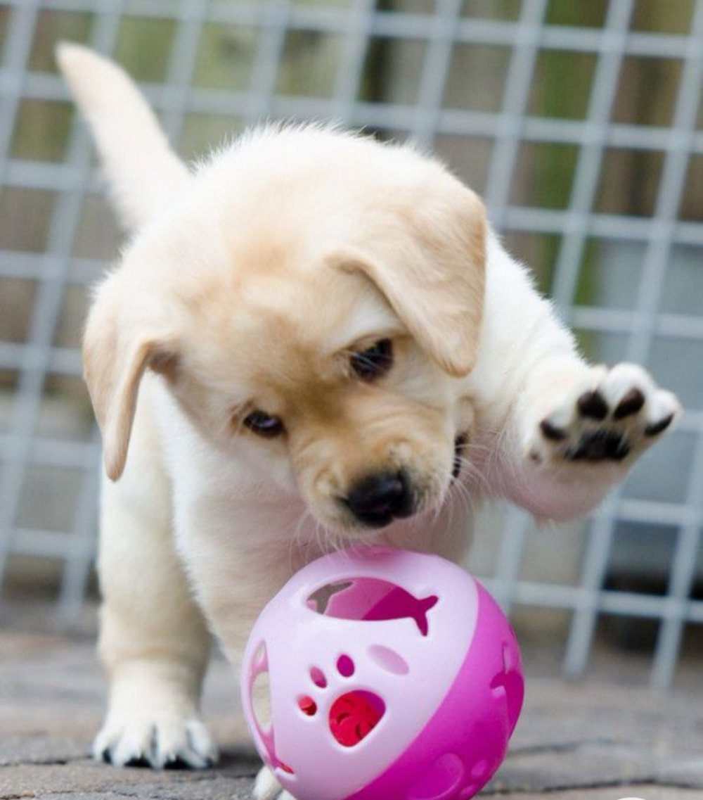 Милые щеночки