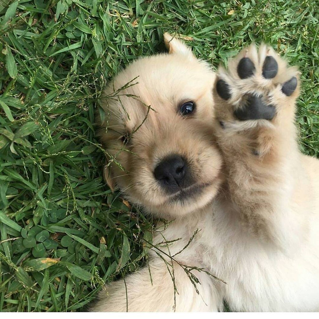 Милый собака