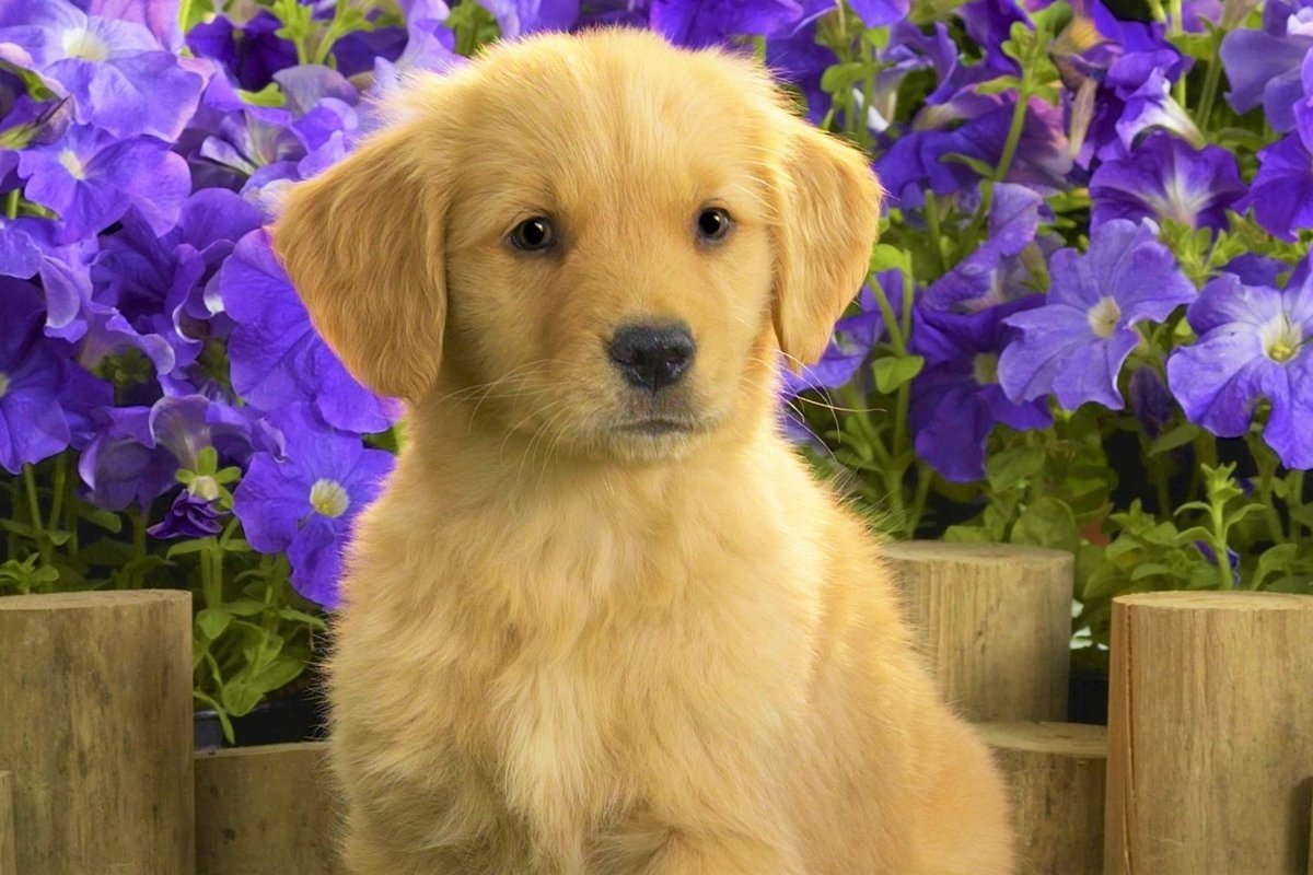 Кавапу порода