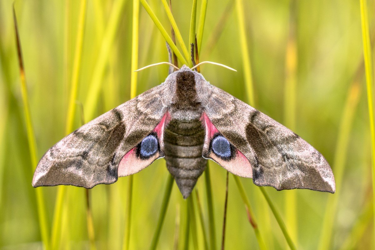 Сумеречница бабочка