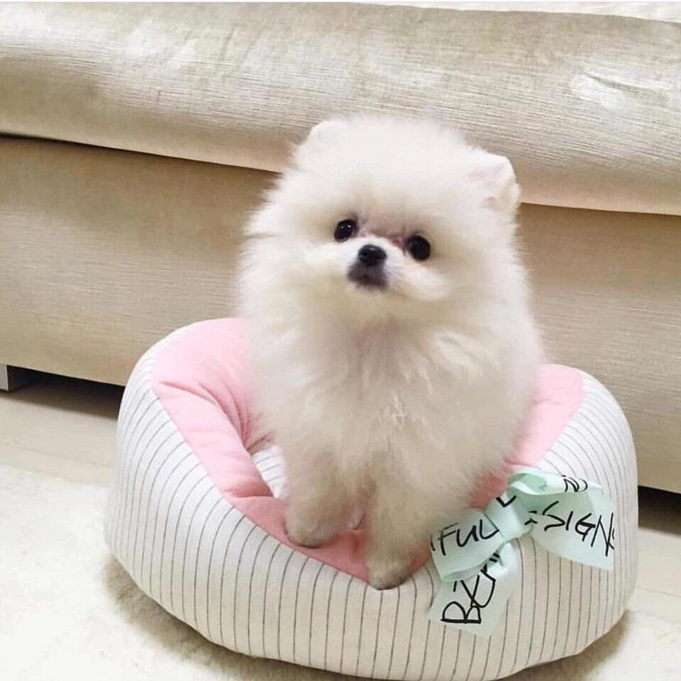 Шпиц померанский медвежьего белый