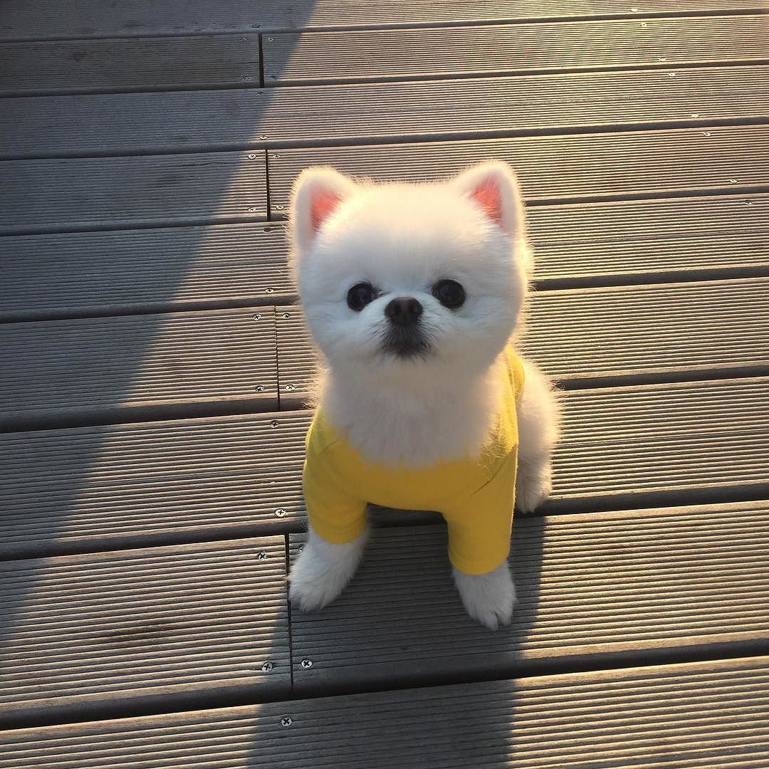 Корейские собачки