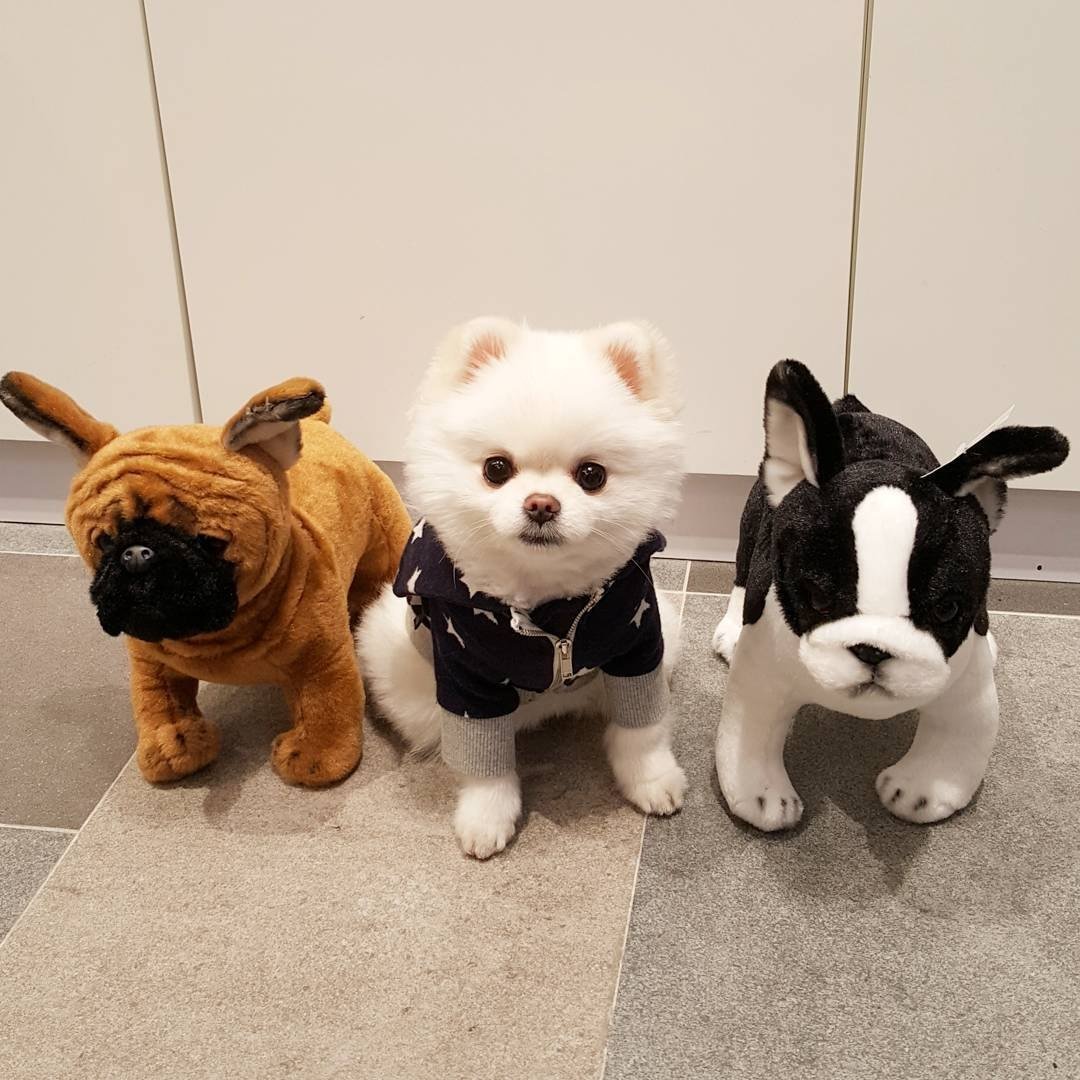 Корейские собачки