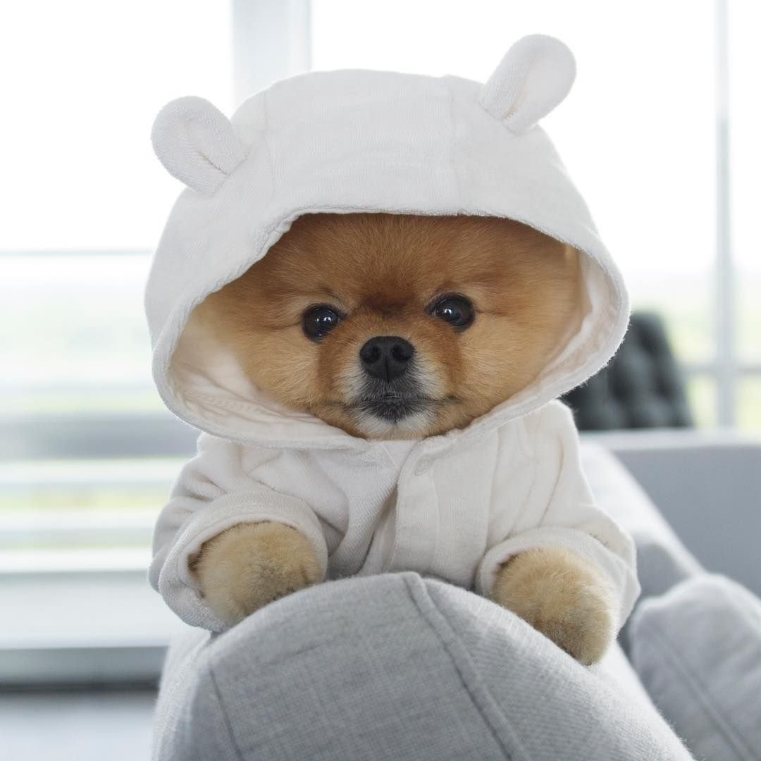 Померанский шпиц jiffpom