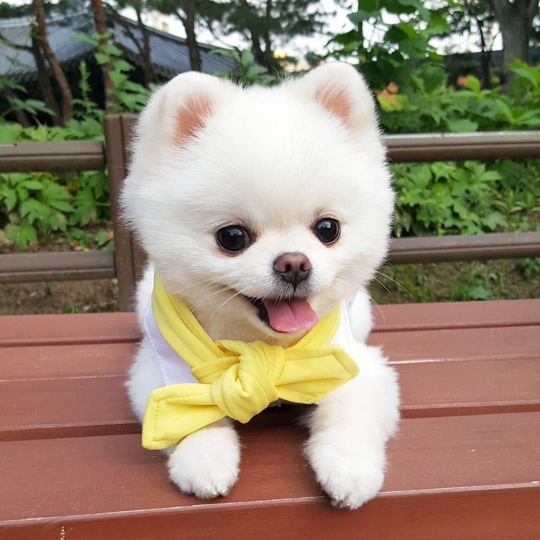 Корейские мини собачки