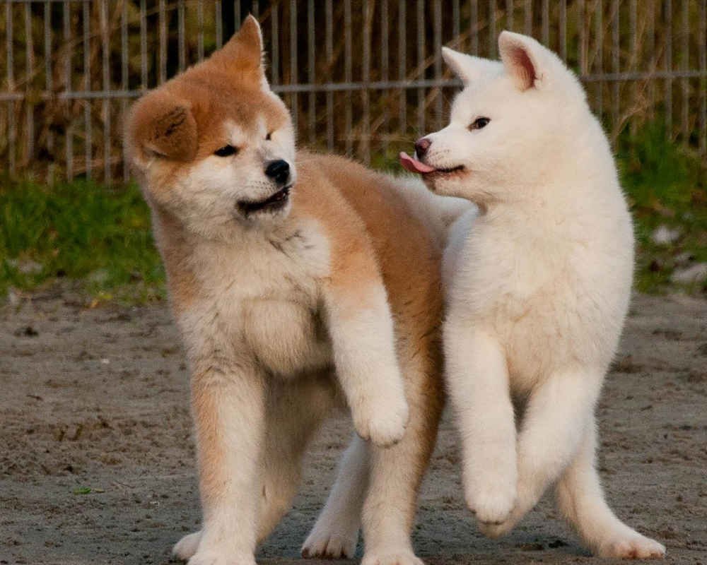 Японская собака Акита ину