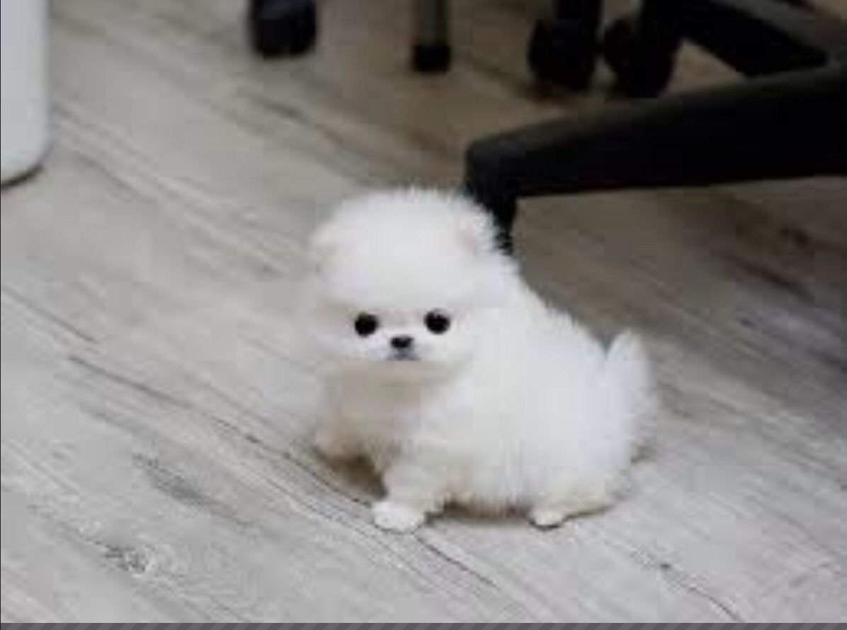 Шпиц белый карликовый стриженный