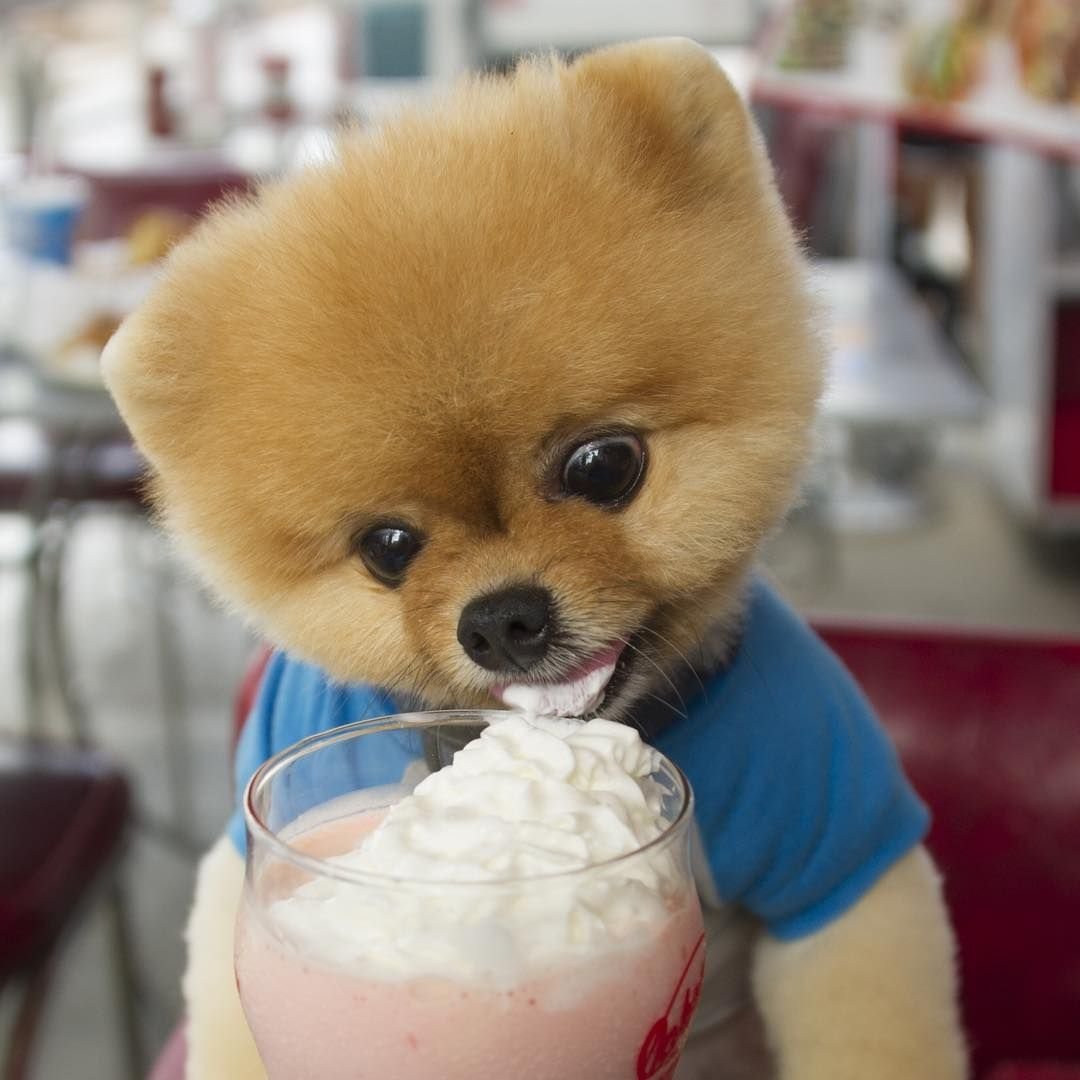 Померанский шпиц милота