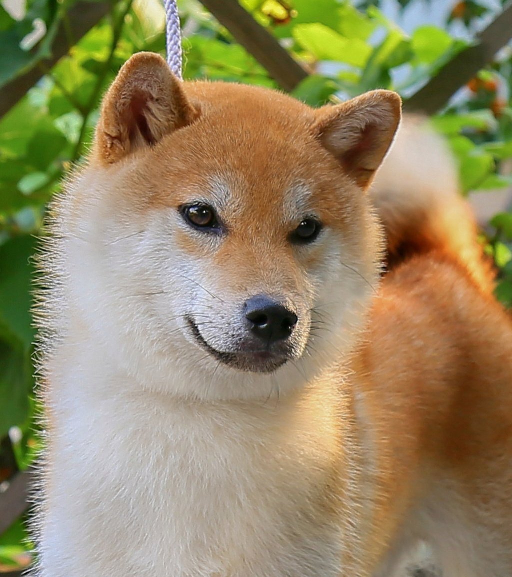 Японская собака Акита сиба