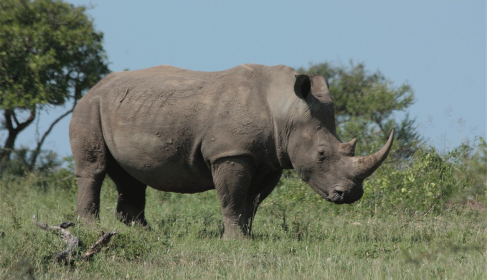 Страна носорогов. Широконосый носорог. Этрусский носорог. Белый носорог. Носорог фото.