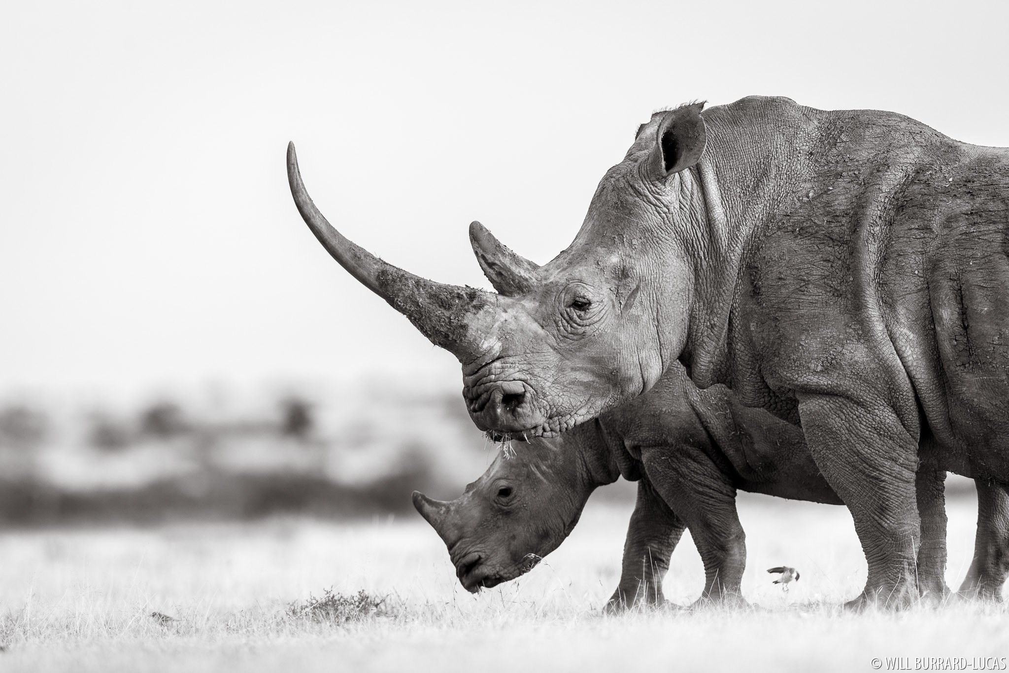 Страна носорогов. Носорог. Белый носорог. Носорог фото. Стадо Носорогов.